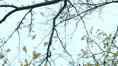 意境中国风古树枝树叶视频的预览图